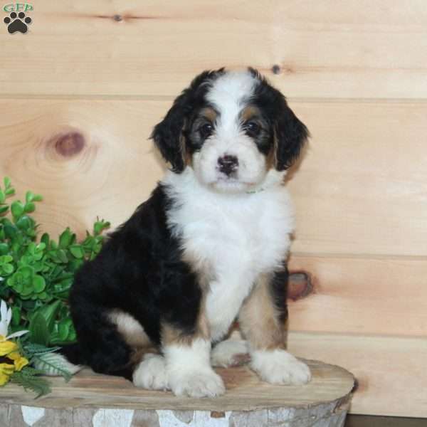 Vanilla, Bernedoodle Puppy